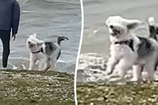 The overjoyed grey-and-white pup was captured playing catch with its owners on a beach on the Solent on Friday 3 April.