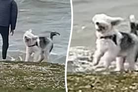 The overjoyed grey-and-white pup was captured playing catch with its owners on a beach on the Solent on Friday 3 April.