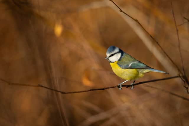 Blue tit Cyanistes caeruleus, adult perched on branch, RSPB The Lodge Nature Reserve. 

Picture: Ben Andrew