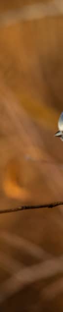 Blue tit Cyanistes caeruleus, adult perched on branch, RSPB The Lodge Nature Reserve. 

Picture: Ben Andrew