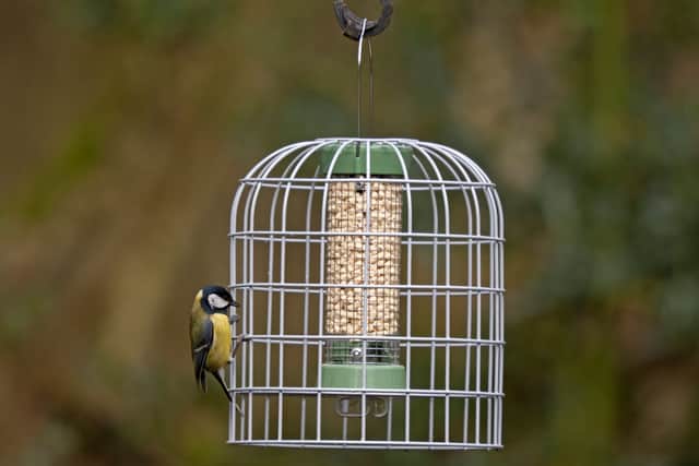 Small Ultimate guardian with small pellet feeder is one of the recommended RSPB feeders.