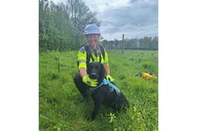 Stephanie Barrett and Tico on the hunt for water leaks in Hampshire.