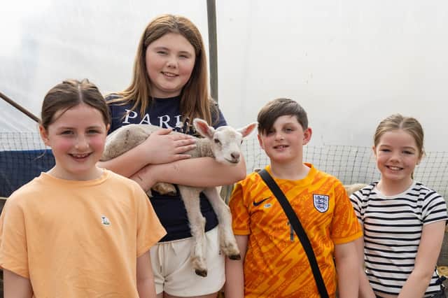 Visitors to Westlands Farm near Wickham's lambing day, 2026