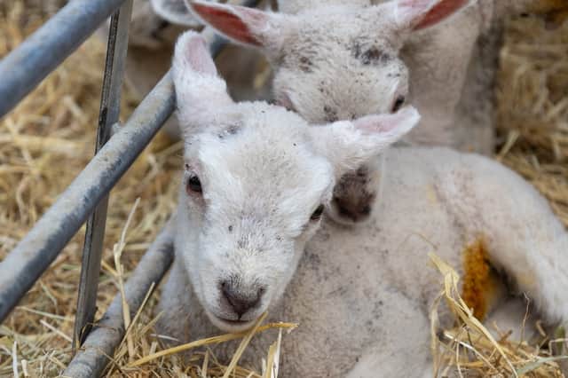 Westlands Farm near Wickham lambing days 2026