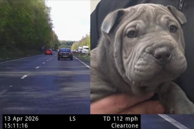 A woman was arrested after a police chase on the A34 before a puppy was found in her car