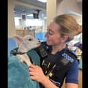 Lamb found in Gosport