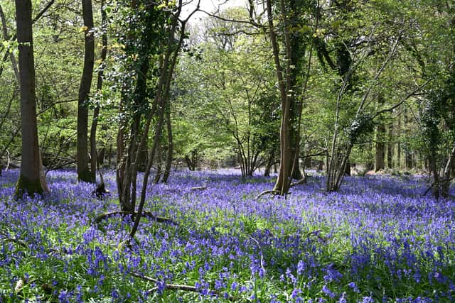Bluebells at Stansted Park, Estate Rowlands Castle - by Alison Treacher