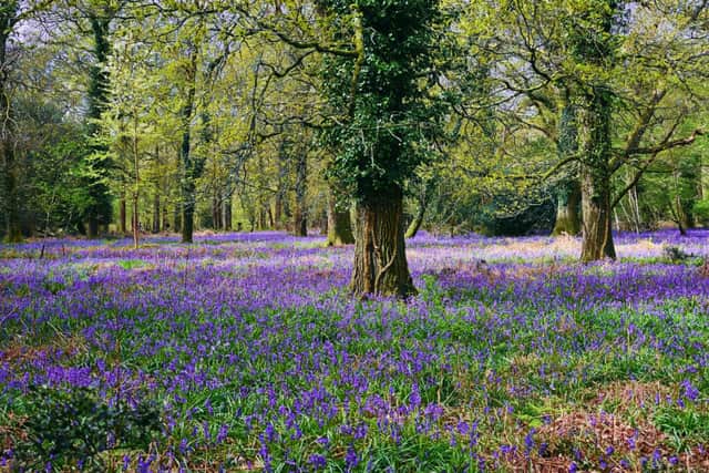Bluebells at Stansted Park, Estate Rowlands Castle - by Alison Treacher