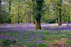 Bluebells at Stansted Park, Estate Rowlands Castle - by Alison Treacher 