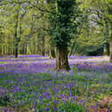 Bluebells at Stansted Park, Estate Rowlands Castle - by Alison Treacher 