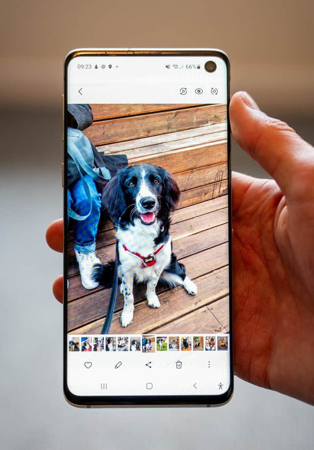 More than half see their pet as a central member of the family, making them worthy of documenting at every opportunity.