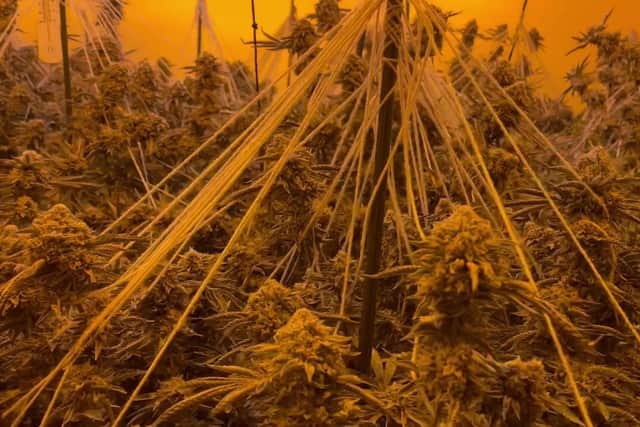 Imitation firearms, a taser, cash and over five hundred and eighty thousand pounds in cannabis have been seized as police uproot organised criminal gangs in Hampshire.