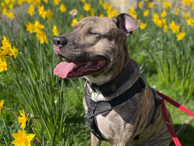Yoda, a four-year-old Staffordshire Bull Terrier/Presa Canario is looking for a loving home after winding up at the Stubbington Ark. 