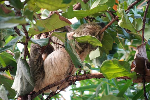 Marwell Zoo's two-toed sloth moves into new home