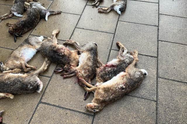 Dead hares outside the Broughton Community Shop