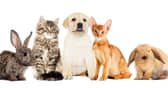 Pet Drugs Online says its new PetSaver memberships are designed to help owners save money on everyday pet essentials and repeat purchases