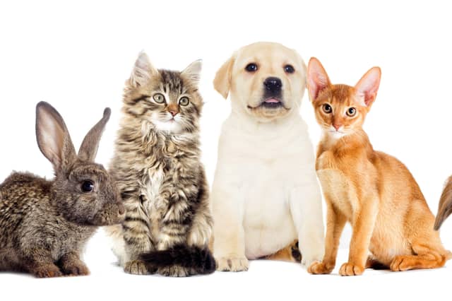 Pet Drugs Online says its new PetSaver memberships are designed to help owners save money on everyday pet essentials and repeat purchases