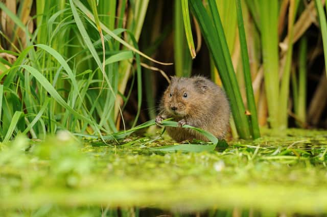 Water voles are hoped to thrive at Court House Meadows in the Meon Valley in Hampshire