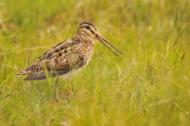 A snipe, which overwinter at Court House Meadows in the Meon Valley
