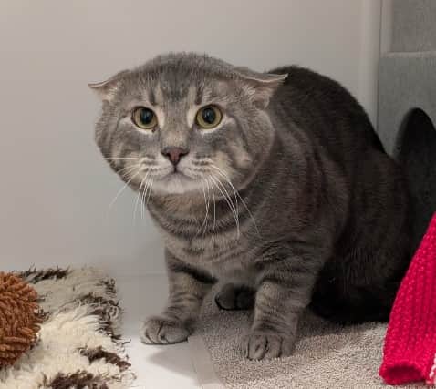 Desmond - a three-year-old domestic short hair cat - is looking for his forever home after winding up at the Stubbington Ark's rescue centre. The adorable feline is finding it difficult to settle into the cattery at the centre and will need a patient owner.