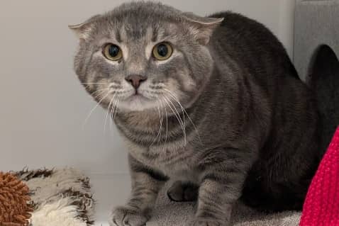 Desmond - a three-year-old domestic short hair cat - is looking for his forever home after winding up at the Stubbington Ark's rescue centre. The adorable feline is finding it difficult to settle into the cattery at the centre and will need a patient owner. 