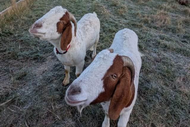 Moose and Goose - the Boar x Angora goats - are looking for a home.
