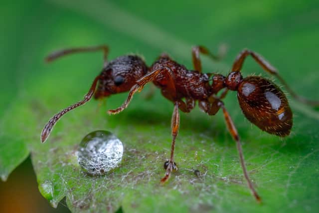 ant leaf water droplet generic