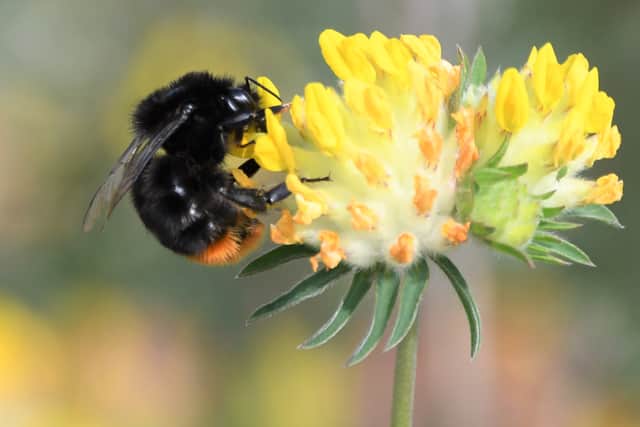 A red-tailed bumblebee