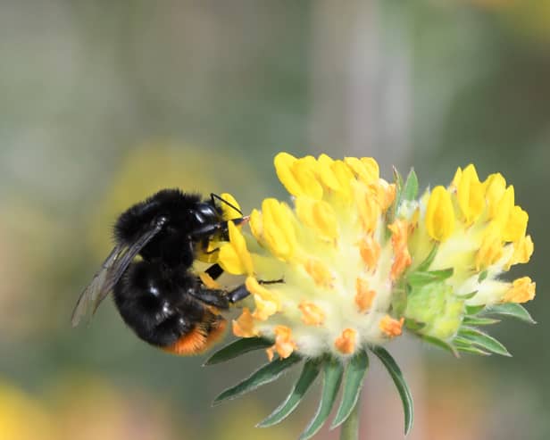 Undated handout photo issued by South Downs National Park Authority of a red-tailed bumblebee