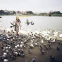 A woman feeding the birds at Canoe Lake in 1995 