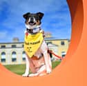 Dogs in attendance at Goodwoof, held at the Goodwood Estate in West Sussex.