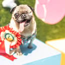 Whiteley Doggie Day takes place on Saturday, May 23.