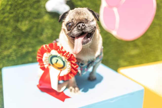 Whiteley Doggie Day takes place on Saturday, May 23.
