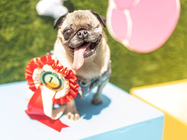 Whiteley Doggie Day takes place on Saturday, May 23.