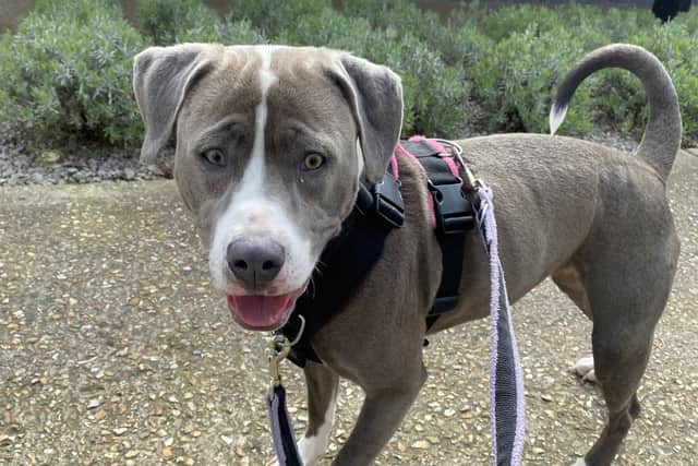 Holly - the one-year-old mixed bull breed - is looking for a home.