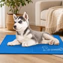 The bestselling Pecute cooling mat is designed to help dogs stay comfortable during warmer summer weather.