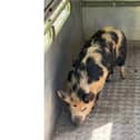 A pig was recued from the A37 near Fareham on Friday, May 22 with police now on the look out for the owner.
