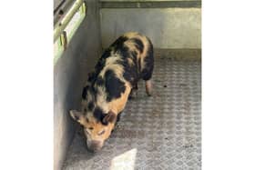 A pig was recued from the A37 near Fareham on Friday, May 22 with police now on the look out for the owner.