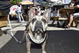 Daisy the French Bulldog (7) enjoying a trip to the British Street Food Awards southern heats in Gunwharf Quays.