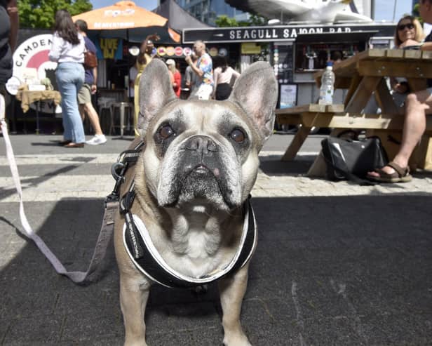 Daisy the French Bulldog (7) enjoying a trip to the British Street Food Awards southern heats in Gunwharf Quays.