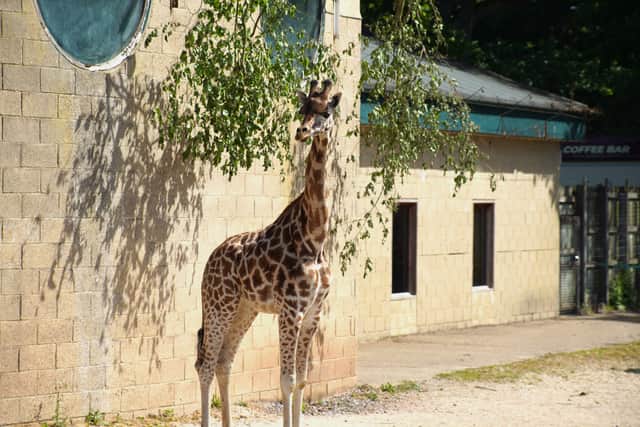Ballycarry, a two-year-old giraffe, is the newest addition at Marwell Zoo having arrived from Belfast Zoo.
