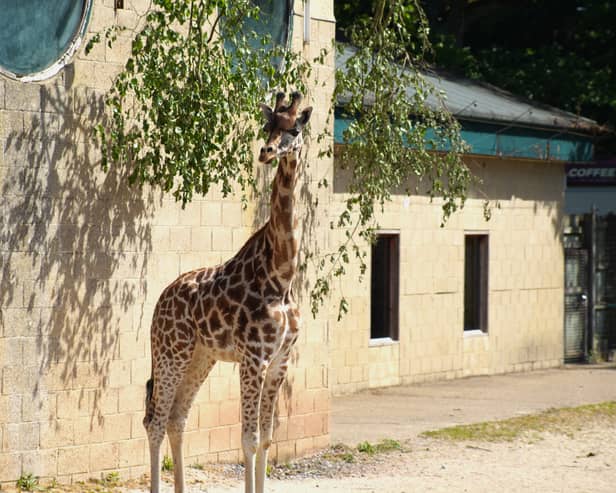 Ballycarry, a two-year-old giraffe, is the newest addition at Marwell Zoo having arrived from Belfast Zoo.