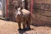 Marwell Zoo's baby rhino, Amali, is one of many animals trying to keep cool during the heatwave.