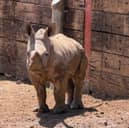 Marwell Zoo's baby rhino, Amali, is one of many animals trying to keep cool during the heatwave.