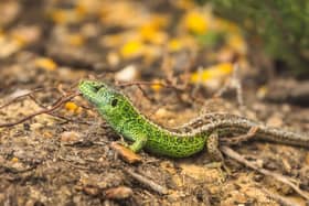 A sand lizard at Marwell Zoo where £16,390 has been raised to upgrade a vital sand lizard breeding facility to improve welfare, research and long-term survival in the wild.