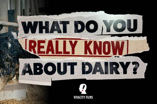 Viva!'s new documentary will be the UK's first to challenge decades of 'dairy industry spin'
