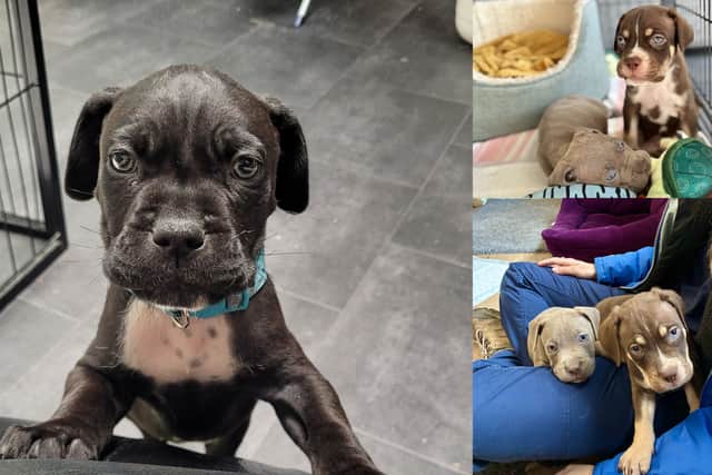 The RSPCA Stubbington Ark is looking for a new home for four puppies.