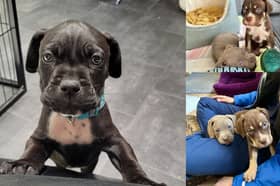 The RSPCA Stubbington Ark is looking for a new home for four puppies. 