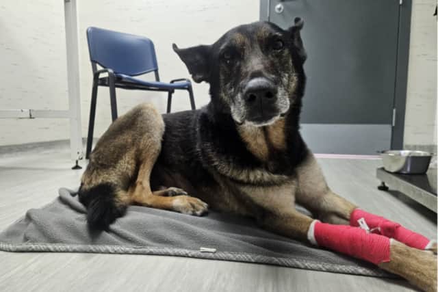 A retired police dog is being cared for by vets following emergency surgery to save his life after he fell seriously ill. 

Nine-year-old German Shepherd Tomi was rushed to emergency vets on Monday morning (15th June) and is being supported by Thin Blue Paw Foundation, a charity that supports retired police dogs with medical and rehabilitation costs.