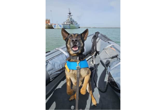 A retired police dog is being cared for by vets following emergency surgery to save his life after he fell seriously ill. 
Nine-year-old German Shepherd Tomi was rushed to emergency vets on Monday morning (15th June) and is being supported by Thin Blue Paw Foundation, a charity that supports retired police dogs with medical and rehabilitation costs.